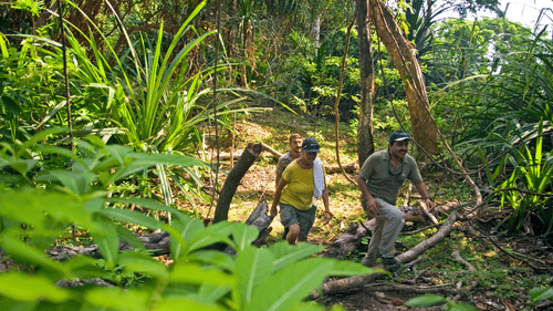 people hiking through a thick jungle 141238756