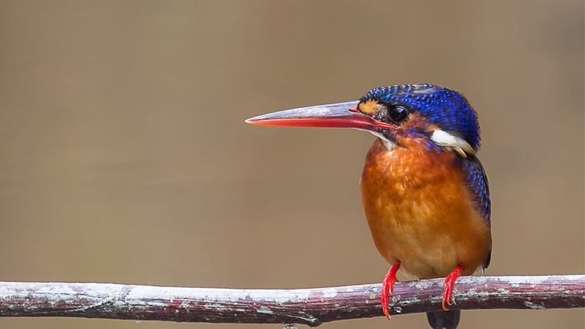 a kingfisher on a branch