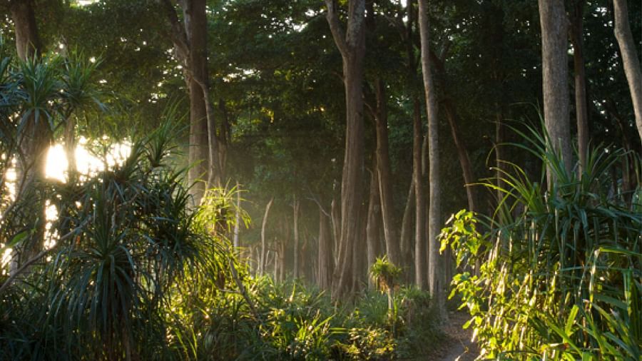 Tree Walk experience at Barefoot at Havelock
