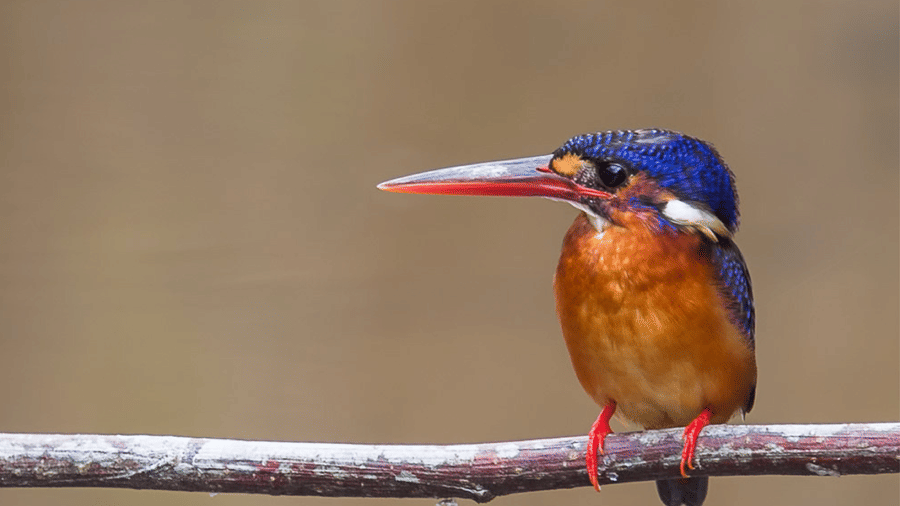 A kingfisher bird sitting on a branch