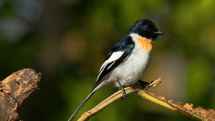 Bird Trail in Bandipur 