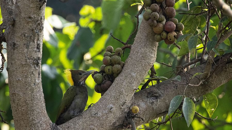 A close-up photo of a tree with a bird sitting on one of the branches.