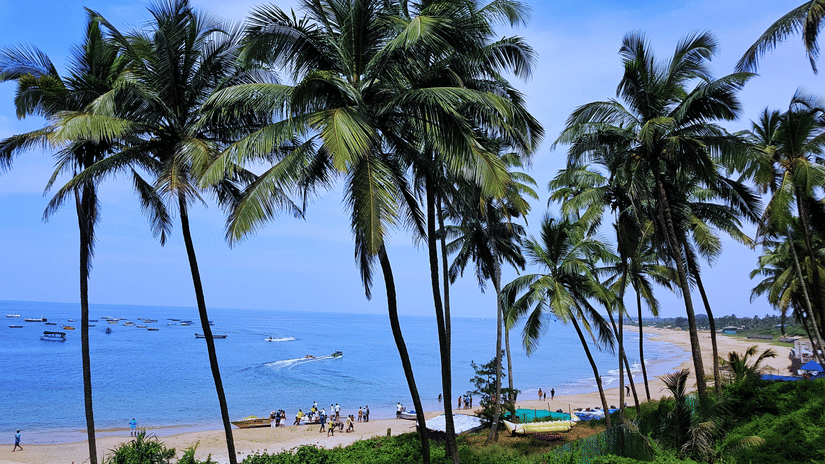 The tall palm trees at the Beaches in Goa- Mandrem 