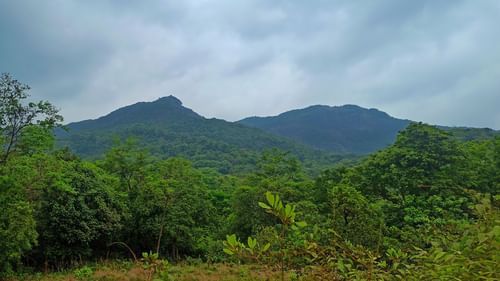 lush greenery surrounding Cotigao Wildlife Sanctuary