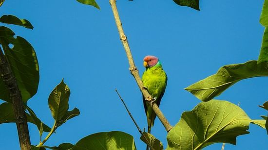 Picture of a bird resting on a tree branch in the day time