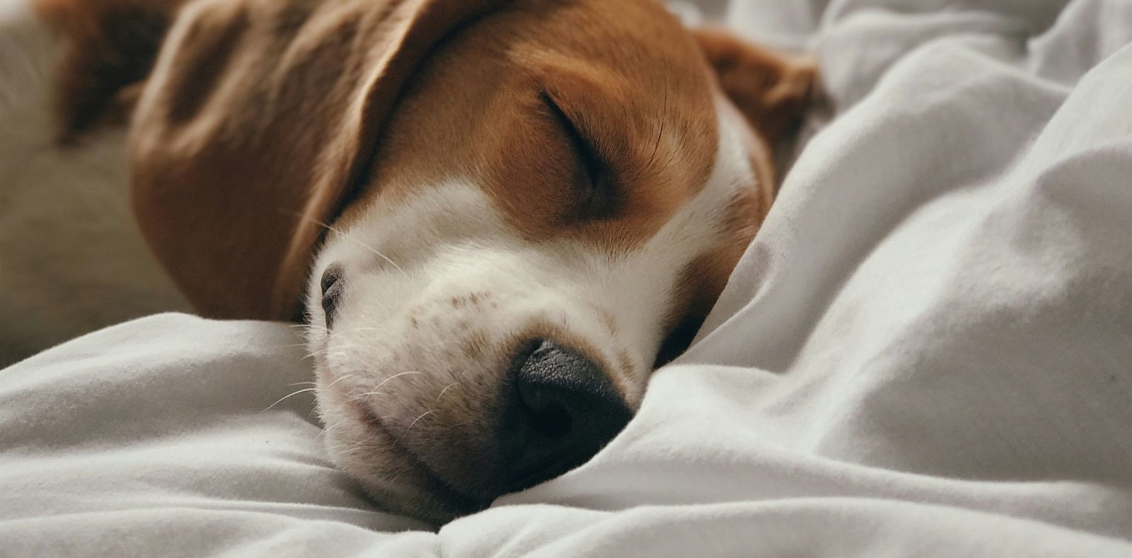 a Beagle dog sleeping on a bed