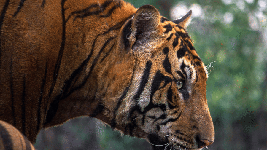 A majestic tiger staring intensely with piercing eyes