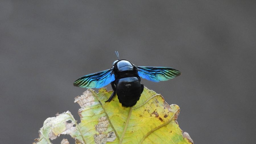 A vibrant, metallic blue and black dragonfly sitting delicately on a yellow-green leaf in a natural setting.