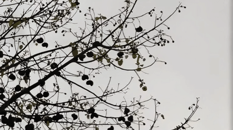 Bare tree branches against a cloudy sky at Karma Chalets.