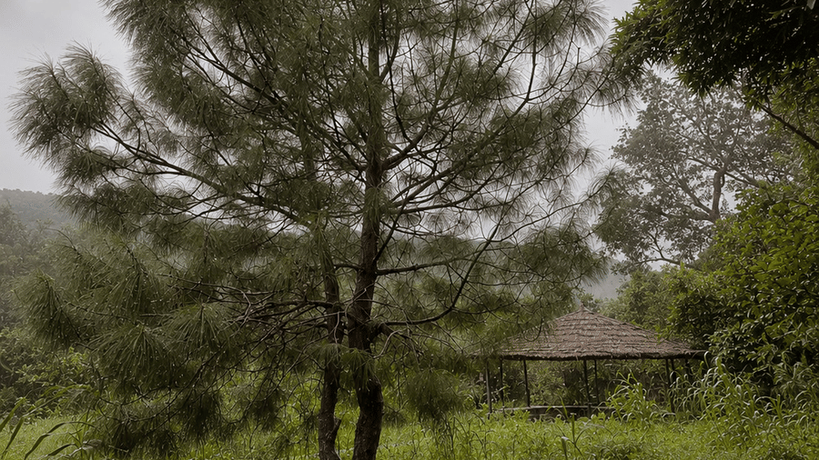 Landscape and property grounds -Surya Bagh-Ajabgarh