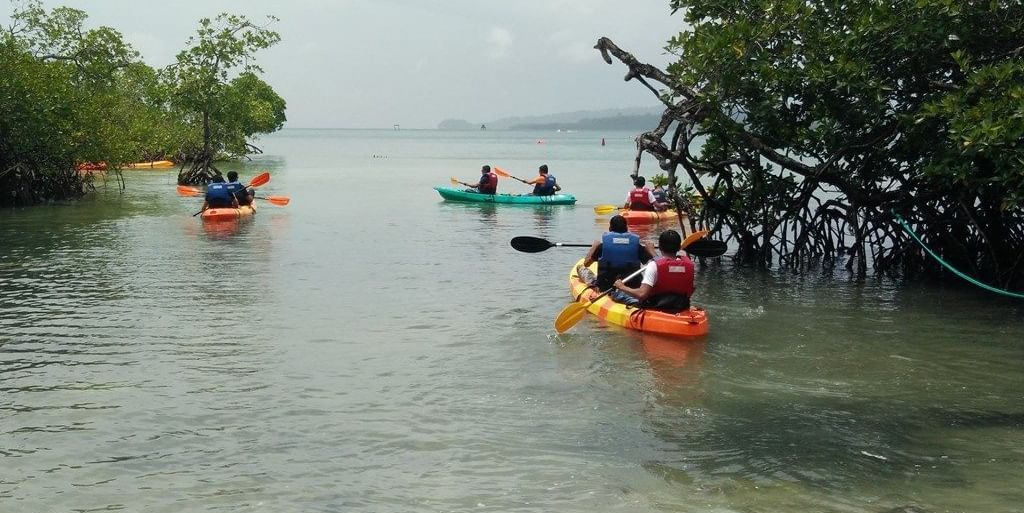 A group of kayakers paddle in a calm, clear bay surrounded by lush mangrove trees under a bright, sunny sky.