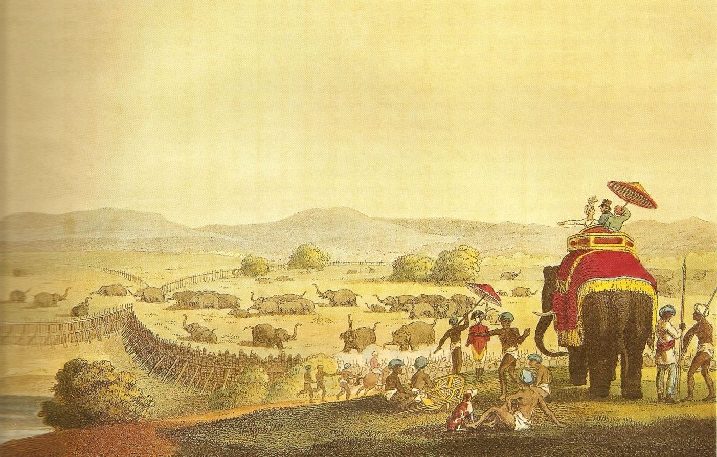 Traditional Indian elephant capture using trained elephants.