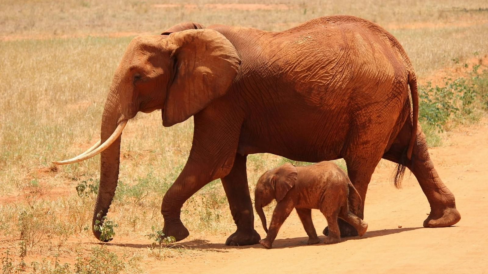 An elephant and calf crossing a dirt trail.