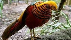 GOLDEN PHEASANT OR CHINESE PHEASANT
