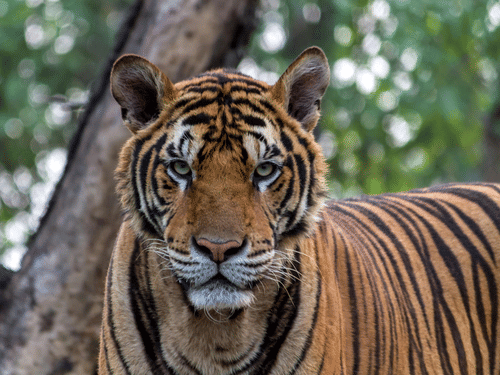 A tiger standing with lush greenery behind.