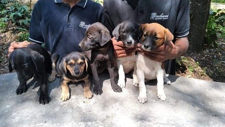 The Birchwood Retreat - image of puppies