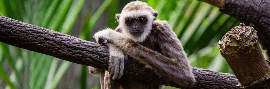 monkey-on-tree