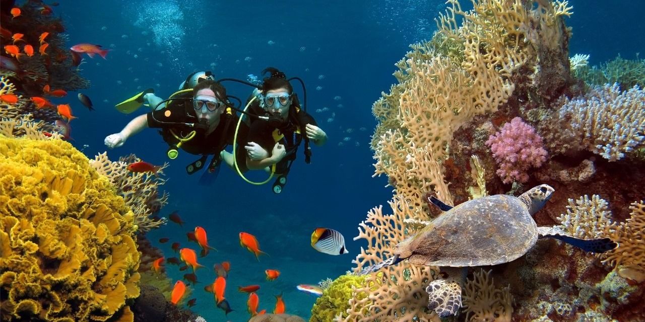 Two people Scuba Diving at the river bed which showcases marine life like fishes, turtles, and colourful aquatic plants of various kinds.