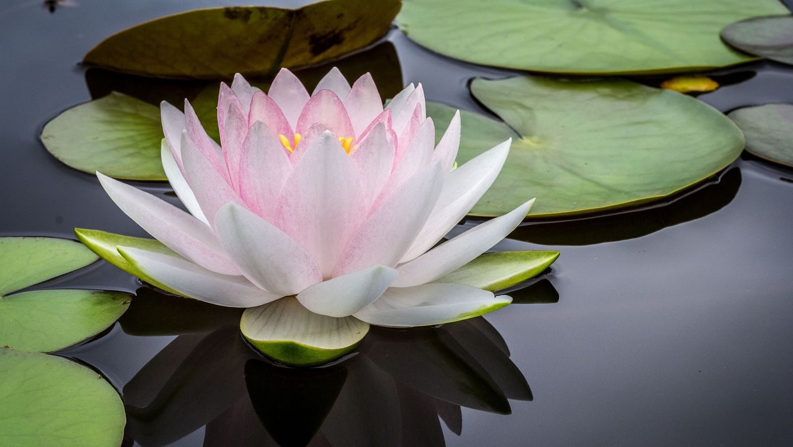 a close up shot of a lotus in the water