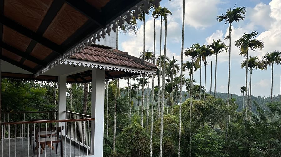 A Beautiful view of tall coconut trees from the balcony of Ananda Holiday Home, Wayanad