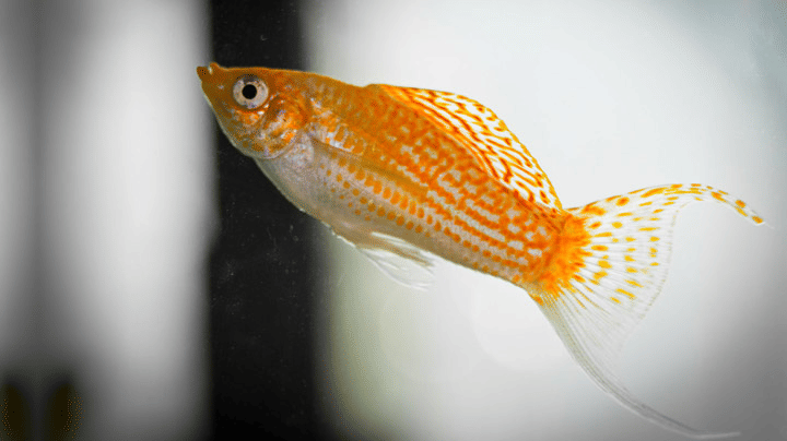 A Molly fish with a speckled pattern on its scales and a broad, decorative tail swims in water.