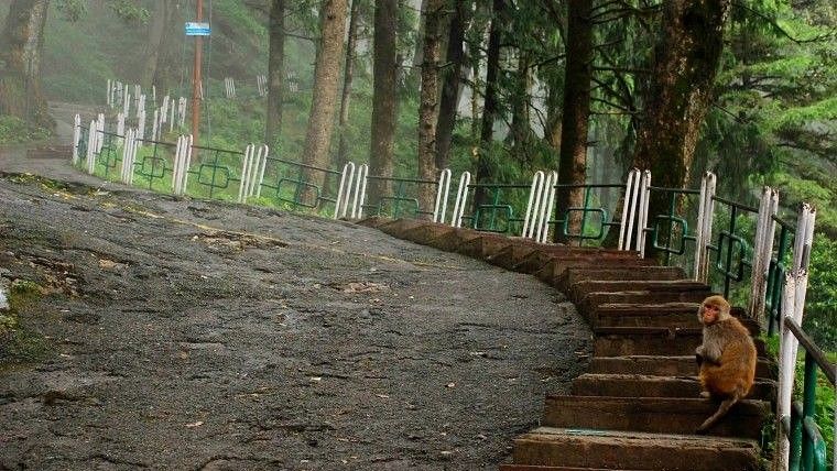 jakhoo hill Marigold Sarovar Portico Mashobra 2