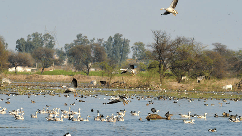 sultanpur-bird-sanctuary