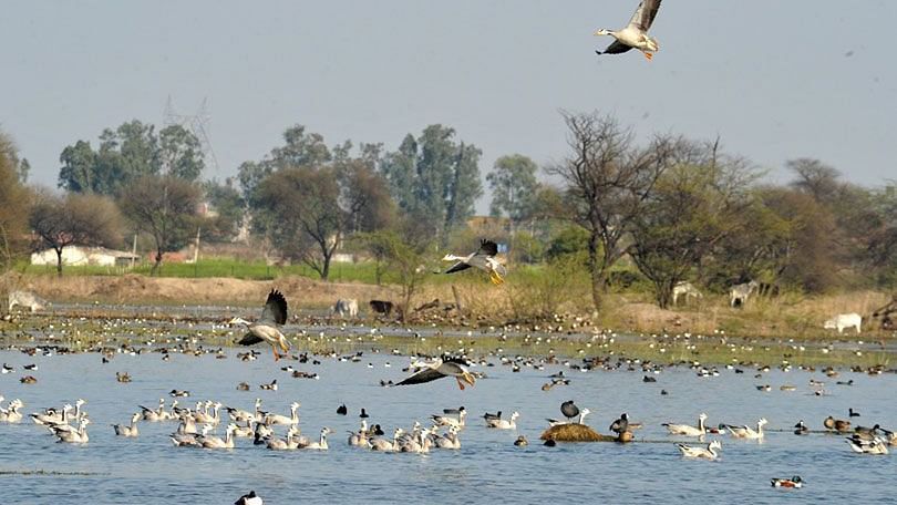 sultanpur-bird-sanctuary