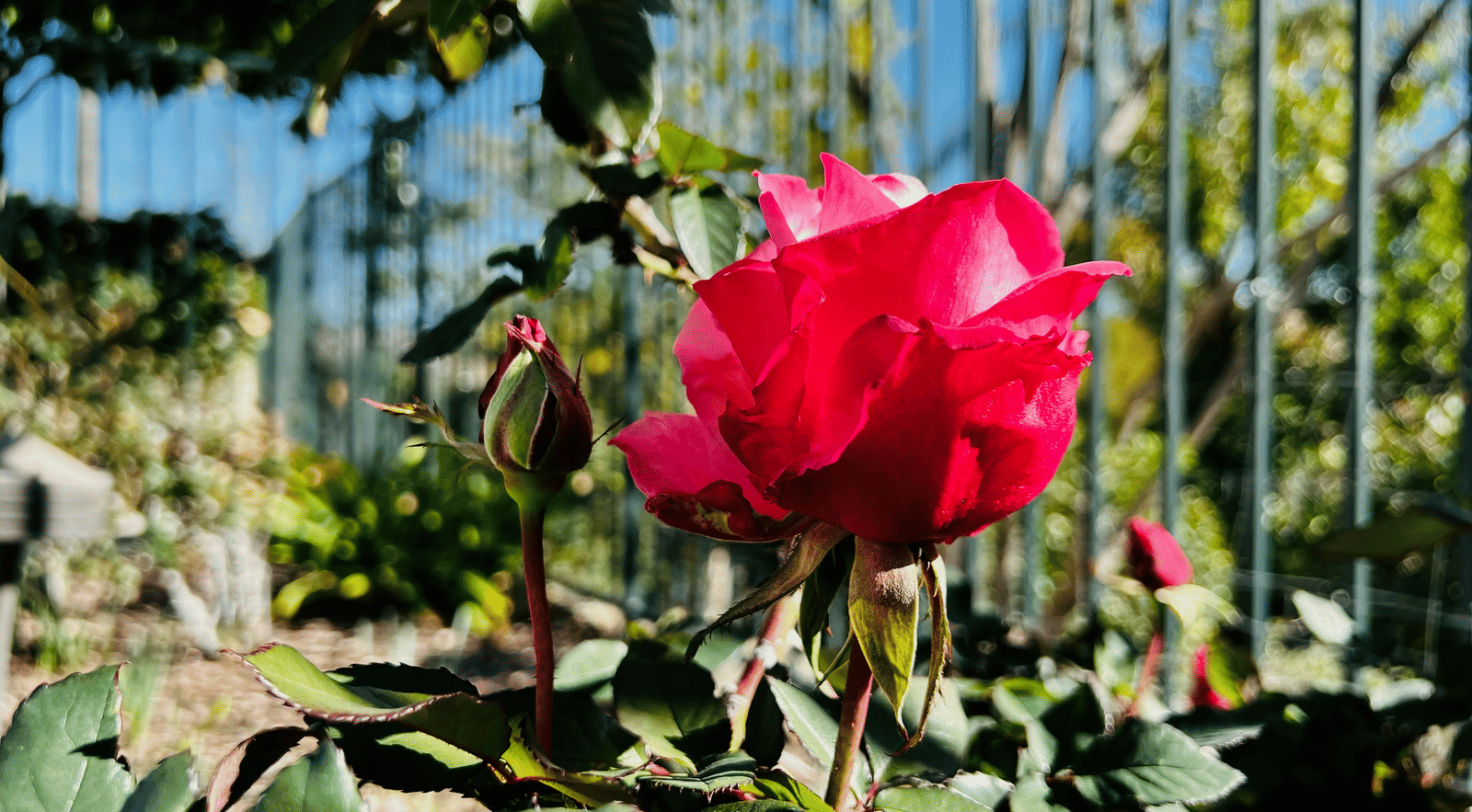 A close up of a rose inside Nehru Rose Garden, with greenery around. It is a must-visit on your sightseeing in Ludhiana tour.