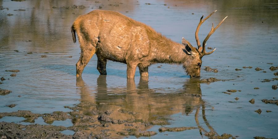 an animal drinking water 