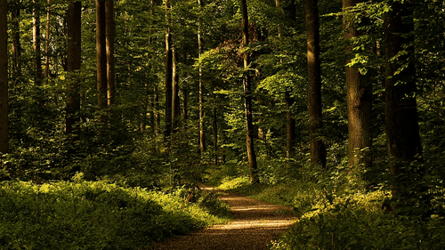 View of a road leading to a dense forest where trees of various kinds can be seen in the background.