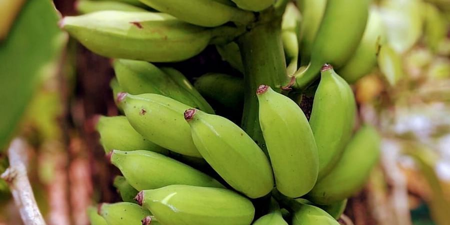 alt-text banana