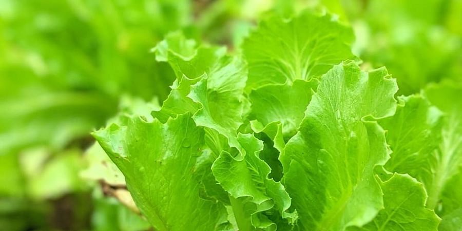 alt-text lettuce
