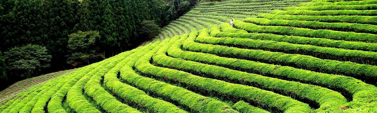 Happy-Valley-Tea-Garden
