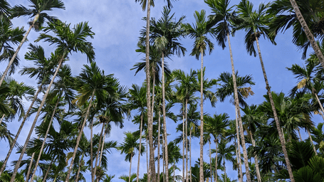 Tall areca-nut trees rising through a peaceful plantation on Swaraj Dweep, forming part of the scenic trail leading to the Ancient Lava Stream Trek experience.