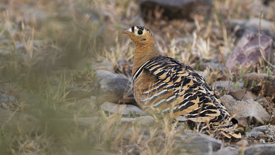 A close up view of a Painted Sandgrouse bird on a rocky surface with vegetation and rocks around it.