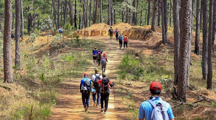 People trekking through a dense forest, surrounded by towering trees and grass, creating an adventurous and immersive experience.