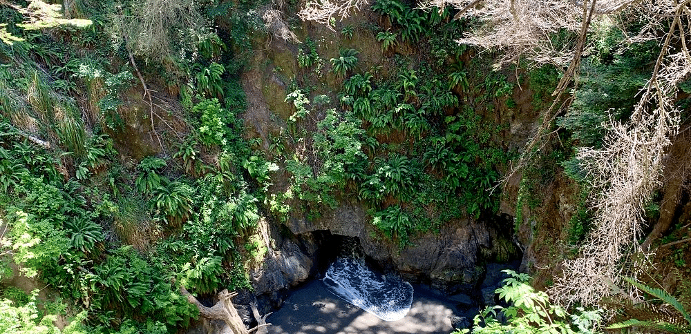 A narrow stream flows through a wooded ravine, surrounded by vegetation and trees.