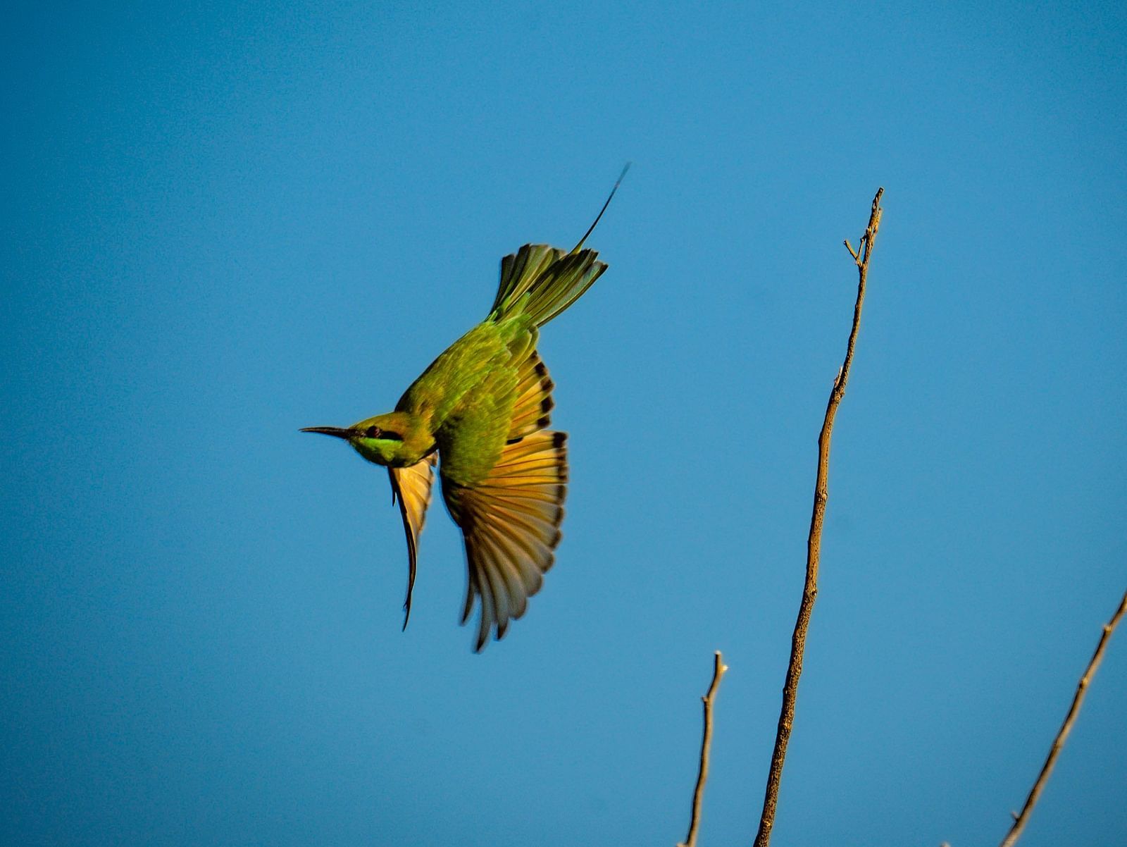 An Asian Green bee eater flying upside down on a sky