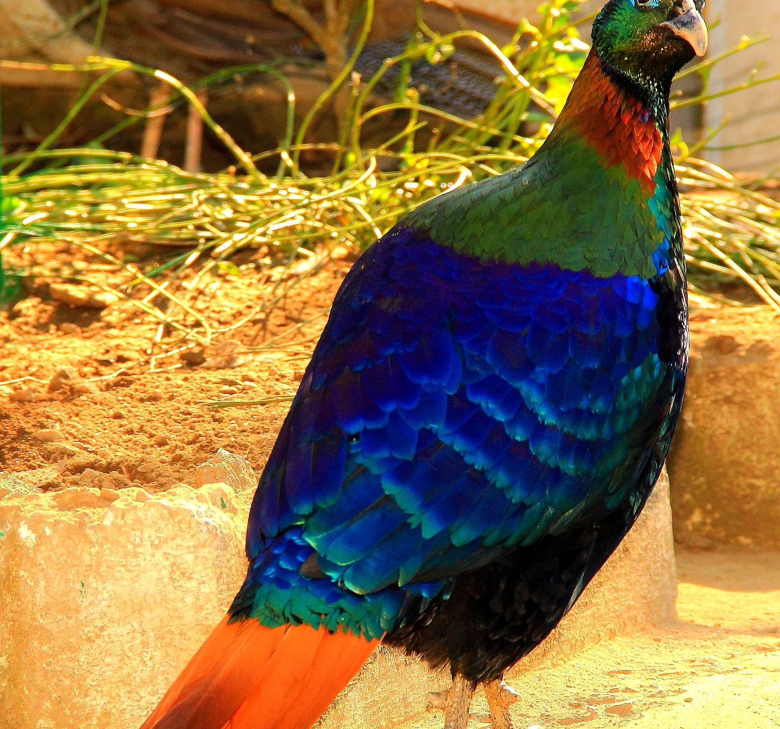 Himalayan Bird Park Shimla