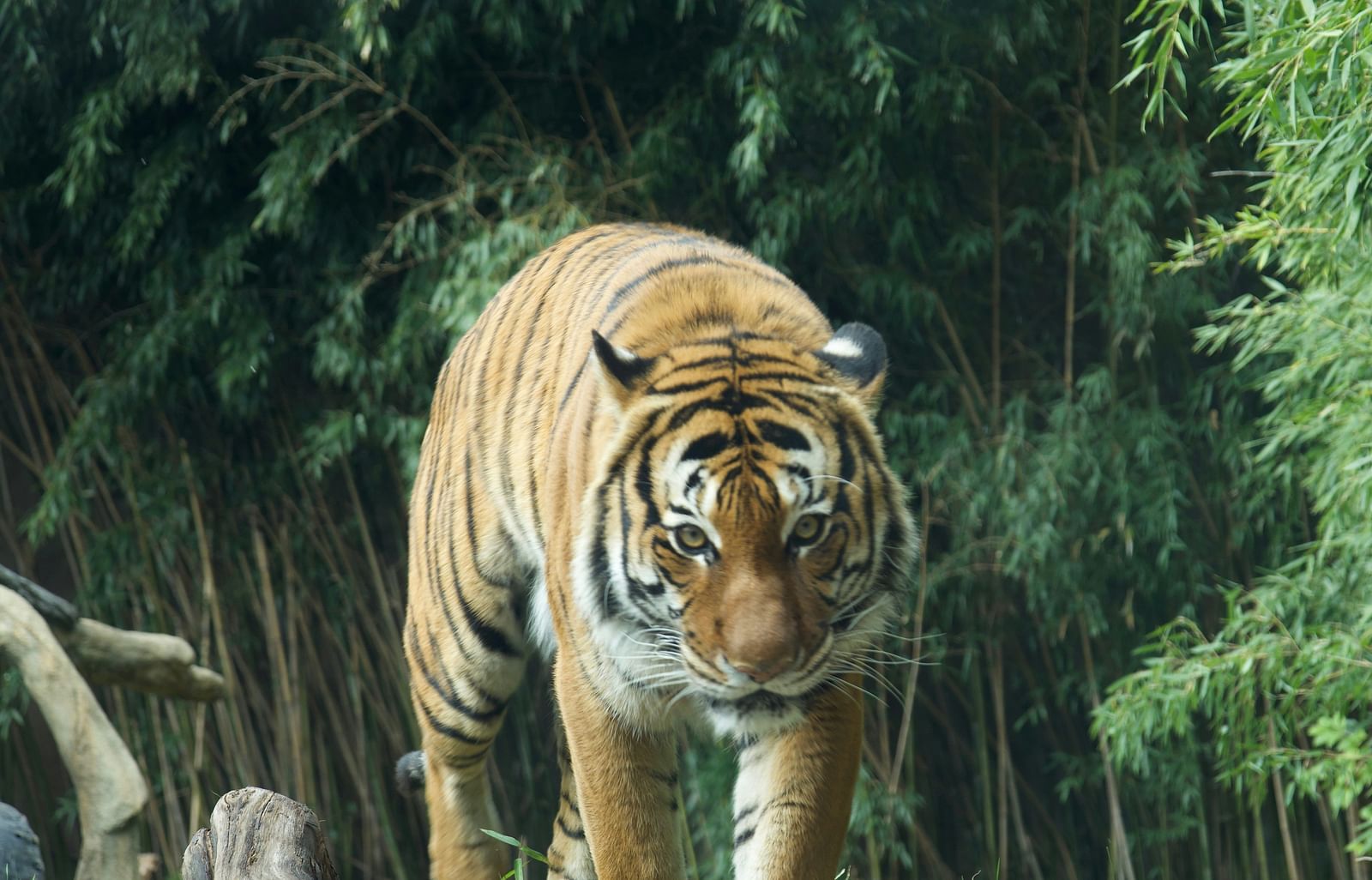 A tiger walking and looking into the camera while being surrounded by greenery.