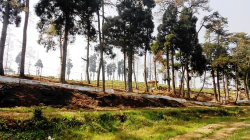 view of a scenery with trees lined on one side