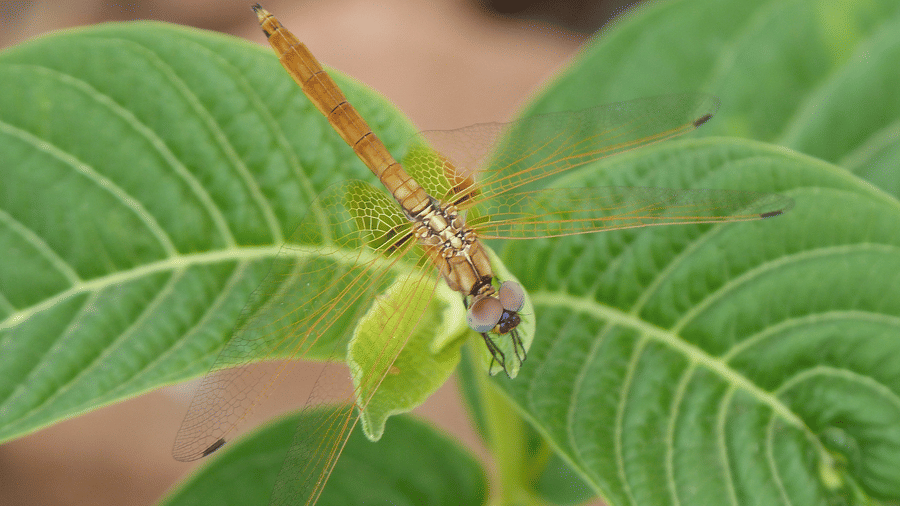 A close shot of an insect flying over a leaf | The Riverwood Forest Retreat, Pench
