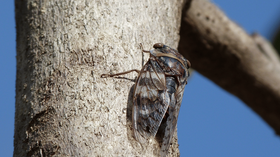 A close shot of an insect on a tree's bark | The Riverwood Forest Retreat, Pench