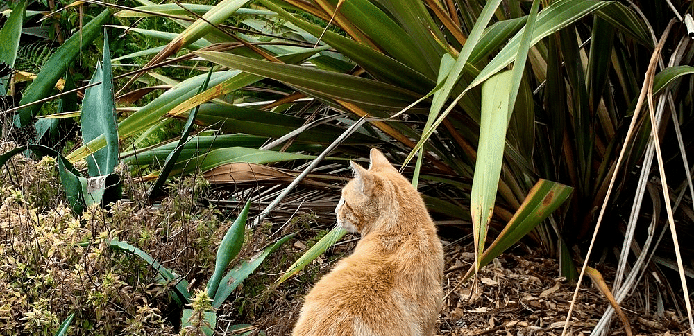 A cat with light fur sits with its back to the viewer, facing a cluster of tall, thin-leafed plants.
