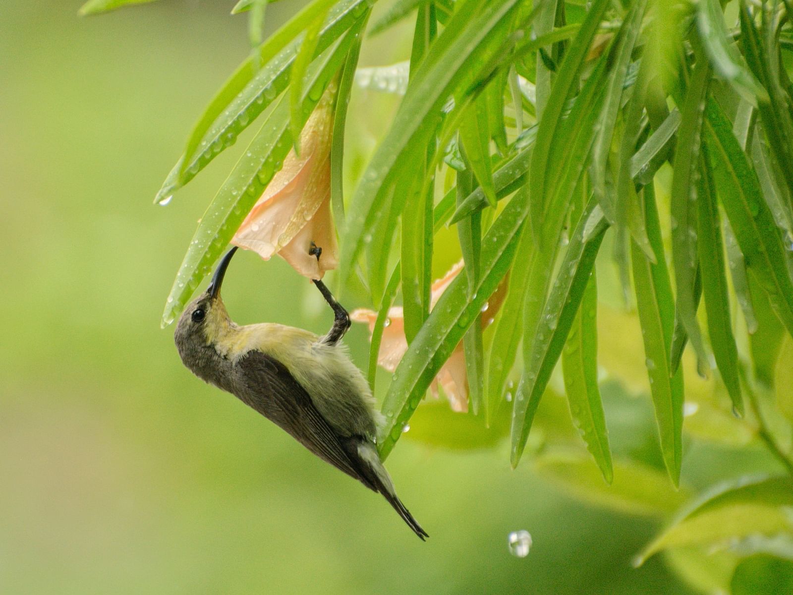 Picture of Purple Sunbird female perching on a flower, with plants in the background