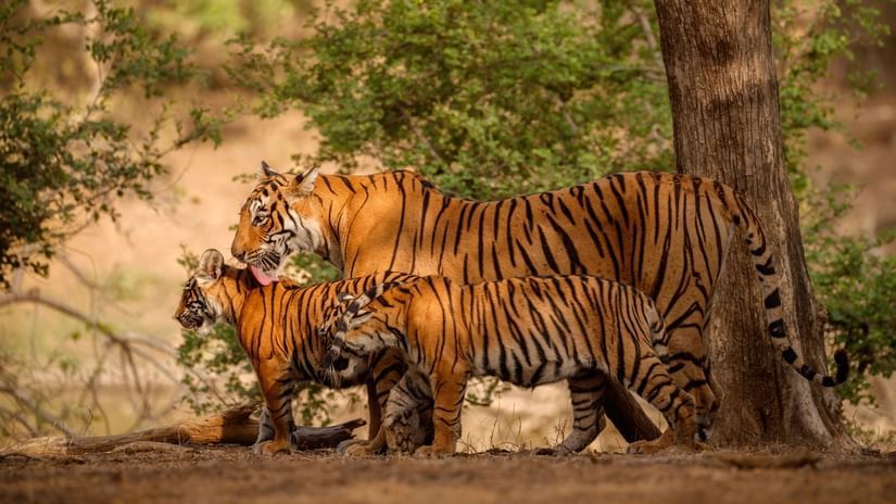 amazing-bengal-tigers-nature