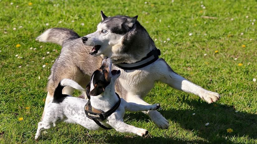 Two dogs running around and playing