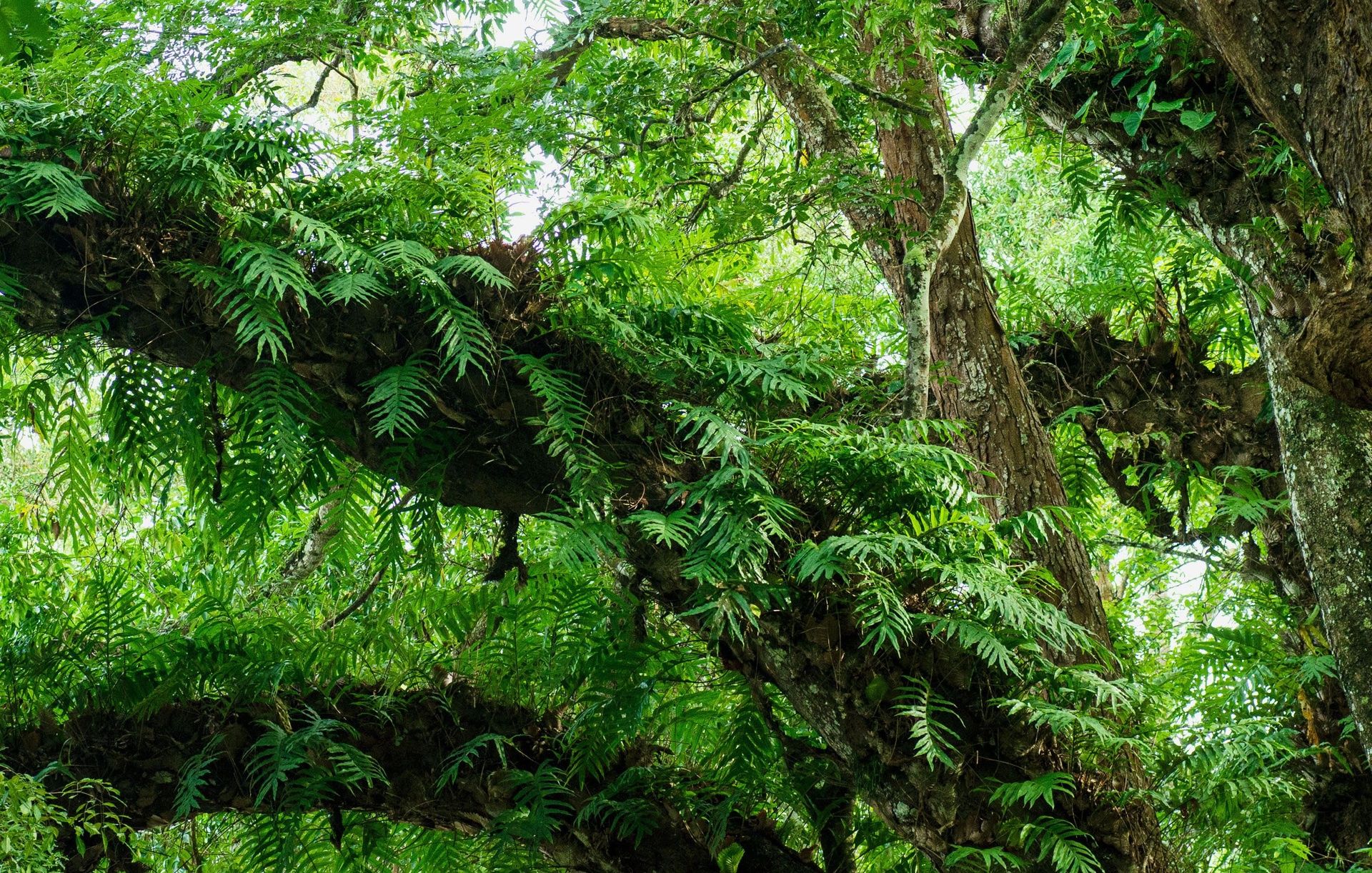 Lush green ferns and foliage on a tree in a forest.