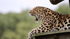 A close-up of a leopard yawning, showing its open mouth and teeth.